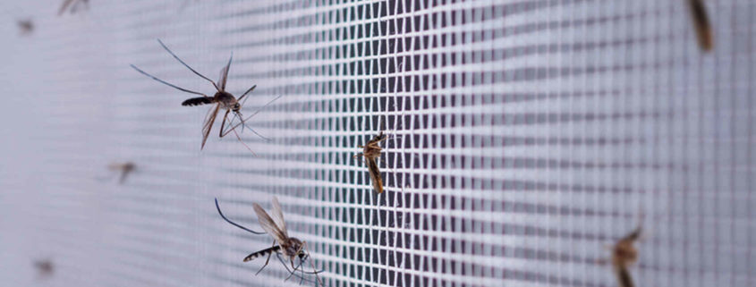Protegeix la casa dels insectes més comuns a la teva zona